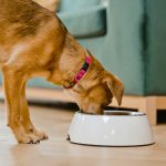La gastroenteritis en Perros y Gatos