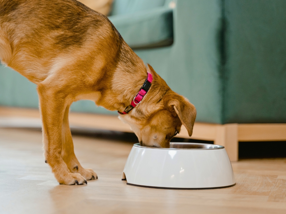 La gastroenteritis en perros y gatos: