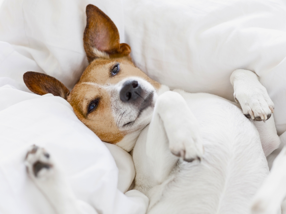 Dolor articular en perros