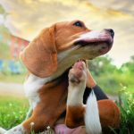 Desparasitación de mascotas