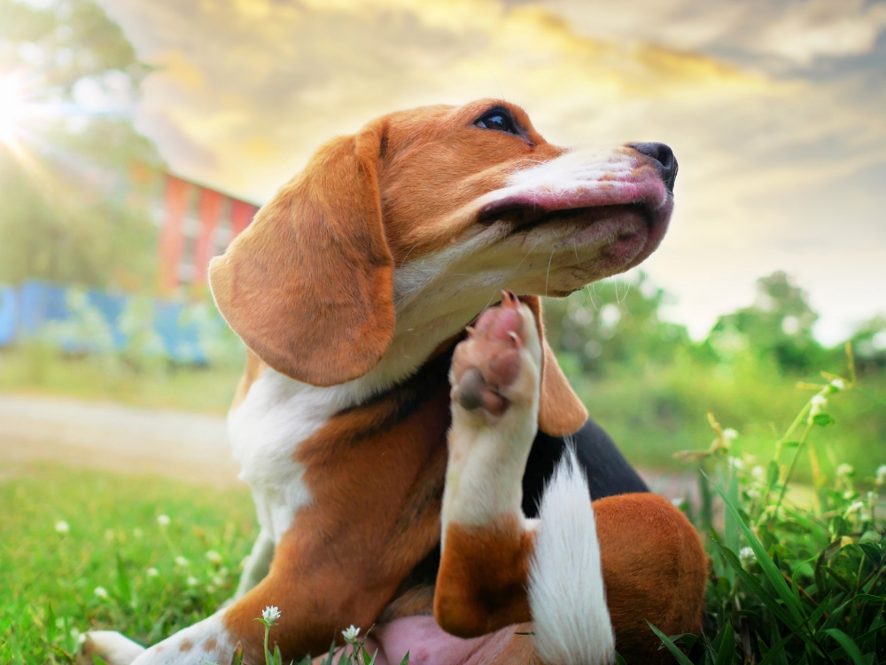 Desparasitación de mascotas