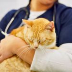 Seguro veterinario para mascotas