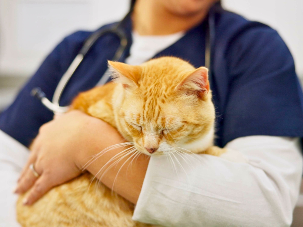 Seguro veterinario para mascotas