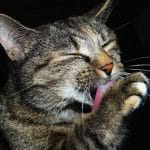 gato